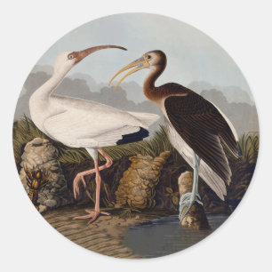 John James Audubon Vit Ibis Fågeltryck Klassiker Runt Klistermärke
