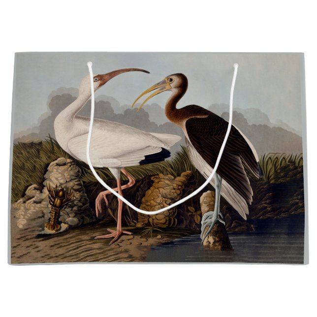 John James Audubon White Ibis Bird Print Classic (Framsidan)
