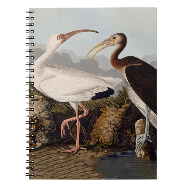 John James Audubon White Ibis Bird Print Classic Anteckningsbok (Framsidan)