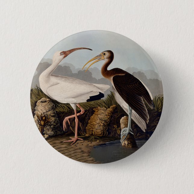 John James Audubon White Ibis Bird Print Classic Knapp (Framsida)