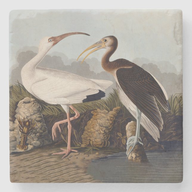 John James Audubon White Ibis Bird Print Classic Stenunderlägg (Framsidan)