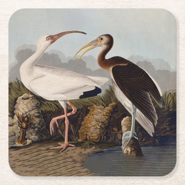 John James Audubon White Ibis Bird Print Classic Underlägg Papper Kvadrat (Framsidan)