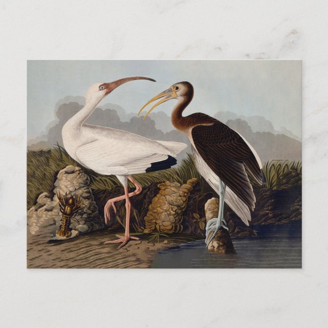 John James Audubon White Ibis Bird Print Classic Vykort (Framsida)