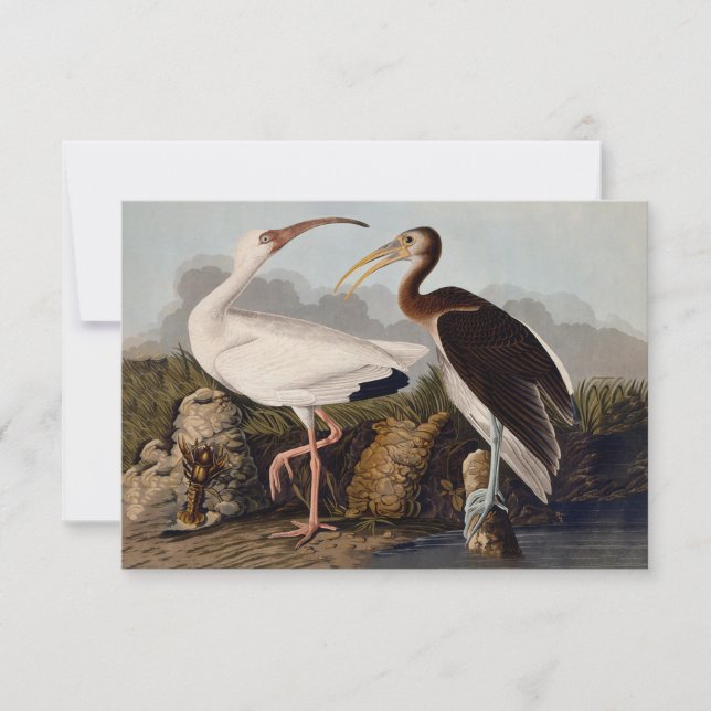 John James Audubon White Ibis Fågeltryck Klassiker (Framsida)