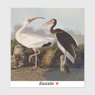 John James Audubon White Ibis Fågeltryck Klassiker Klistermärken