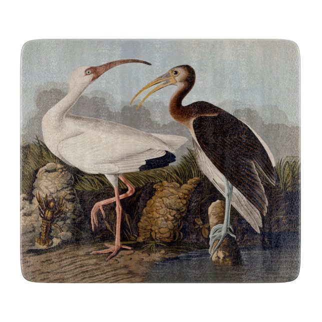 John James Audubon White Ibis Fågeltryck Klassisk (Framsidan)