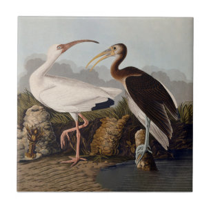 John James Audubon White Ibis Fågeltryck Klassisk Kakelplatta