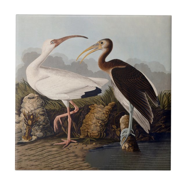 John James Audubon White Ibis Fågeltryck Klassisk Kakelplatta (Framsidan)