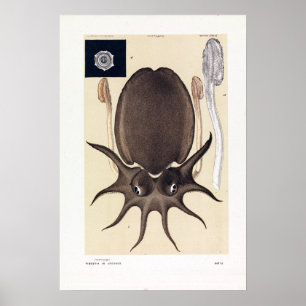 John James Vild Large Melbourne Sepia Poster