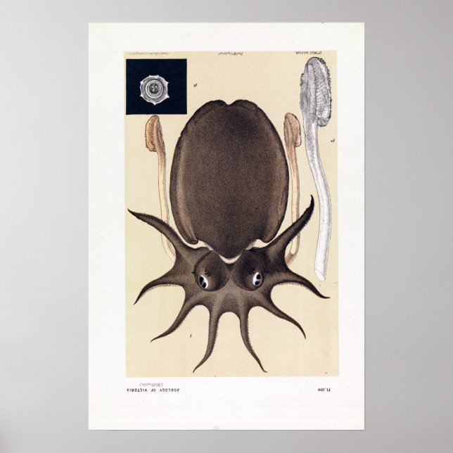 John James Vild Large Melbourne Sepia Poster (Framsidan)