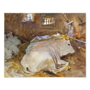 John Singer Sargent - Oxen Fototryck