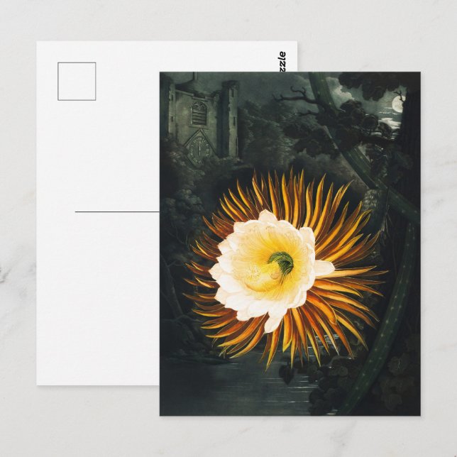 John Thornton The Nght-Blowing Cereus Botanical Vykort (Fram/baksida)