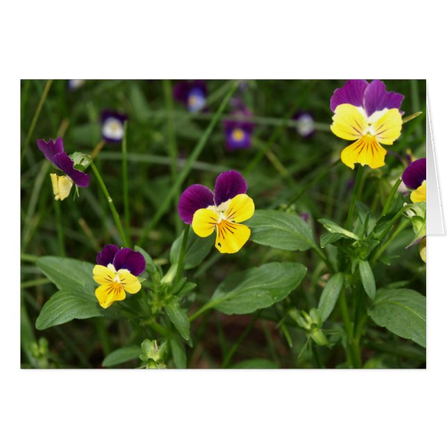 Johnny-hoppups-kort Hälsningskort (Framsidan Horizontal)