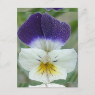 Johnny Jump-Flower Pic Vykort