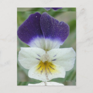 Johnny Jump-Flower Pic Vykort