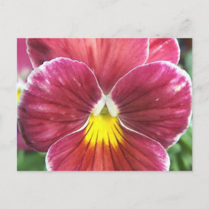 Johnny Jump Up Flowers vykort