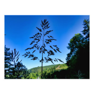 Johnson Grass Fototryck