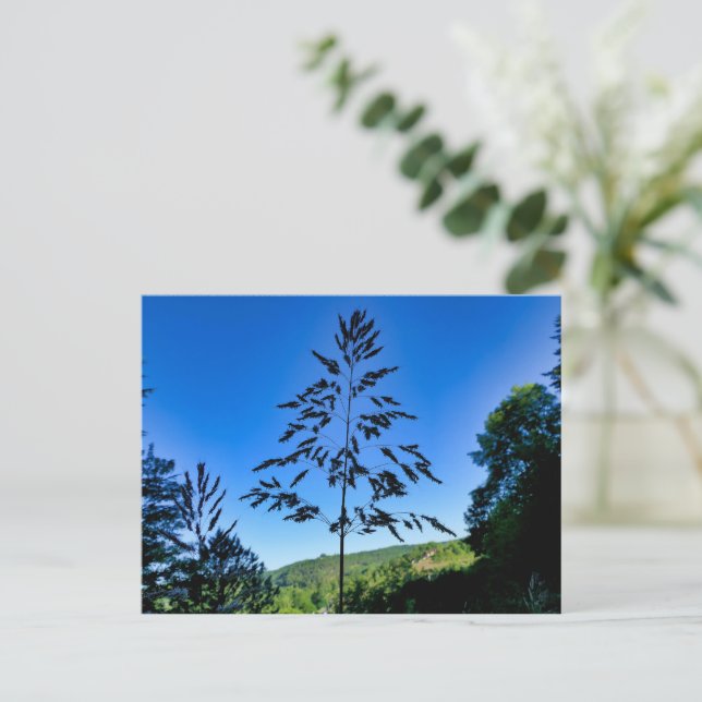 Johnson Grass Vykort (Stående Fram)
