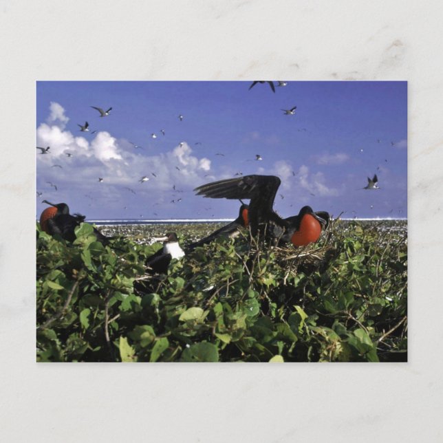 Johnston Island National Wildlife Refuge Vykort (Framsida)