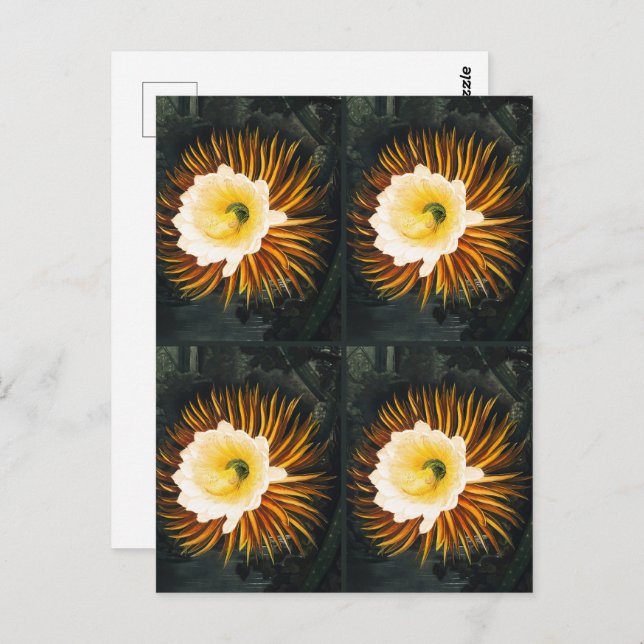 JohnThornton Four Night Blowing Cereuses Botanical Vykort (Fram/baksida)