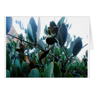 Jojoba Hälsningskort