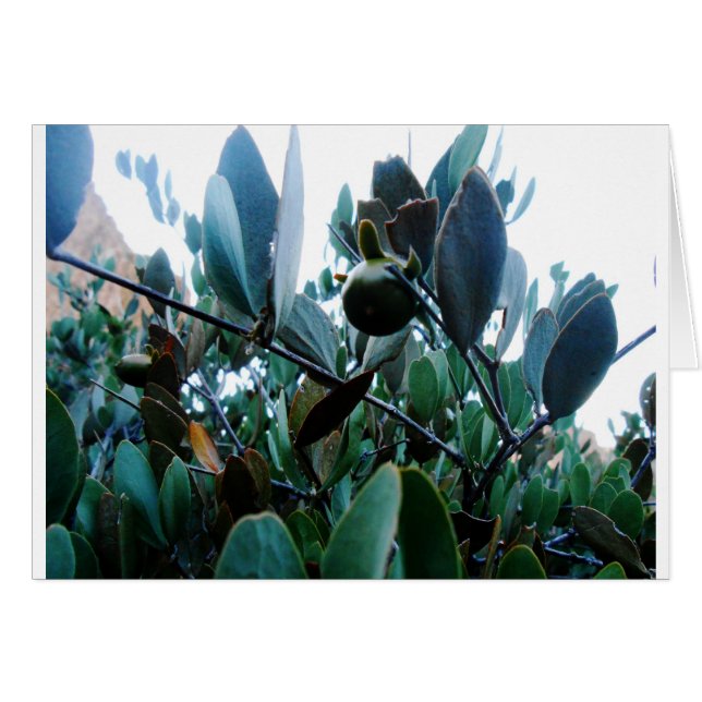Jojoba Hälsningskort (Framsidan Horizontal)