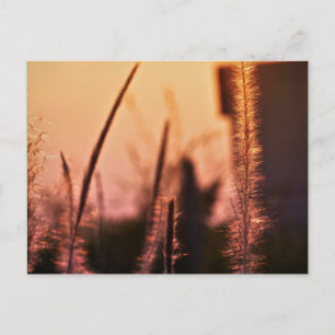 Jokblommor - vykort