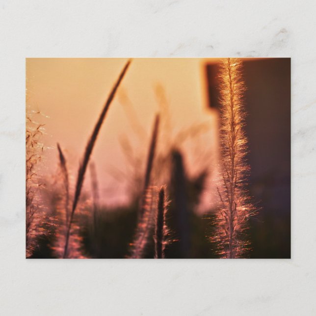 Jokblommor - vykort (Framsida)