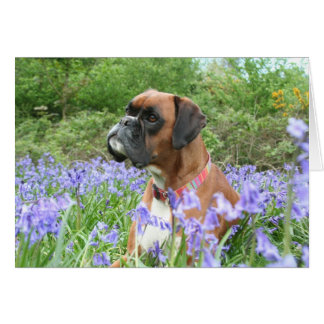 Jolie in the bluebells hälsningskort