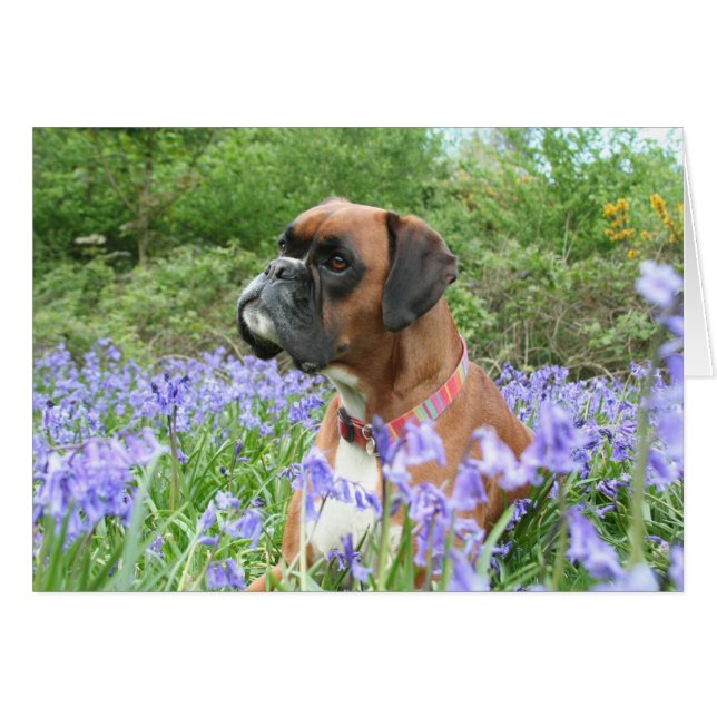 Jolie in the bluebells hälsningskort (Framsidan Horizontal)