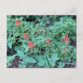 Jolly juli-vykort vykort