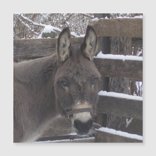 Jonathan Magnet (Framsida)