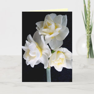 Jonquil blomma - Ecclesiastes 3:1 Kort