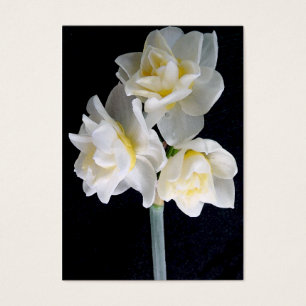 Jonquil blomma - kort för Ecclesiastes 3:1område
