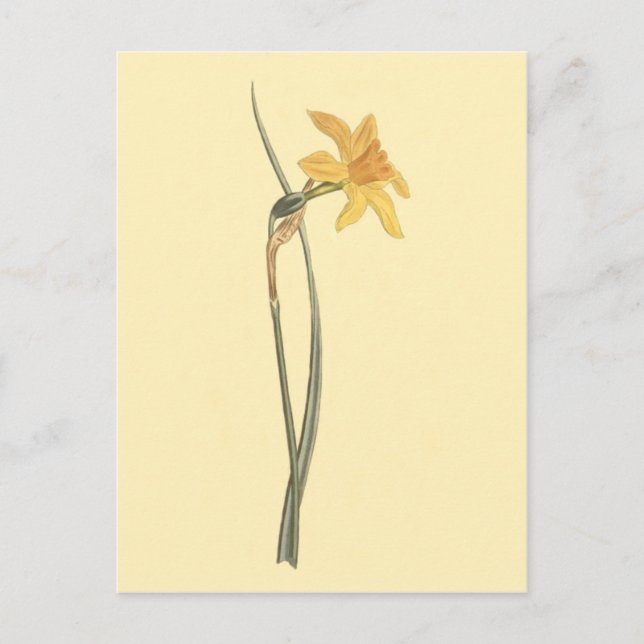 Jonquil Daffodil Gult Flower Illustration Vykort (Framsida)