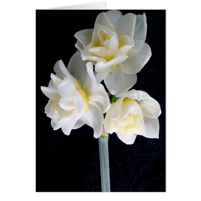 Jonquil Flower - Ecclesiastes 3:1 Hälsningskort (Framsidan)