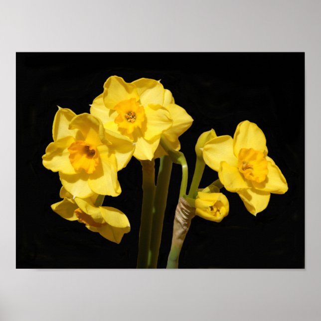 Jonquil Flowers Poster (Framsidan)