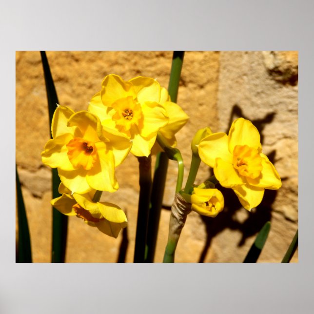 Jonquil Flowers Poster (Framsidan)