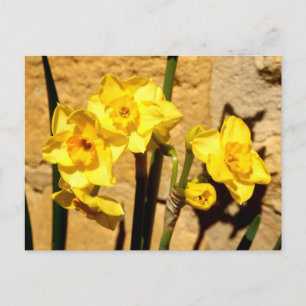 Jonquil Flowers vykort