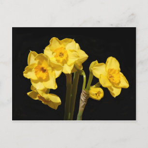 Jonquil Flowers vykort