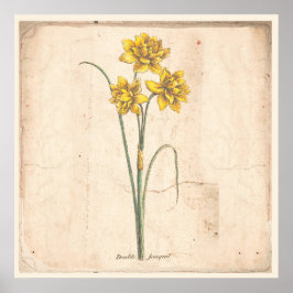Jonquils Antique Botanical Print Poster