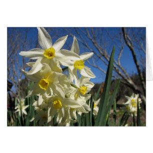 Jonquils Hälsningskort