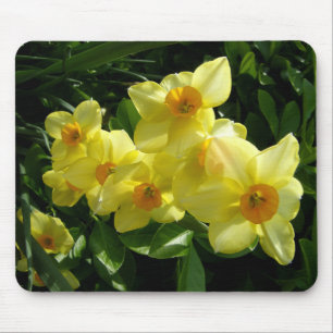 Jonquils/påskliljar/pingstlilja Musmatta