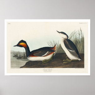 Jordad råvara efter Audubon Poster