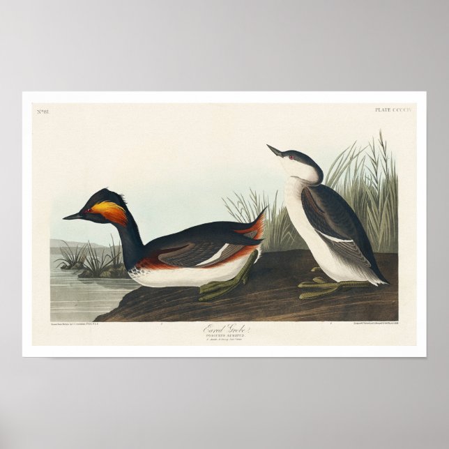 Jordad råvara efter Audubon Poster (Framsidan)