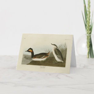 Jordad råvara (svart greb) - Audubon Kort