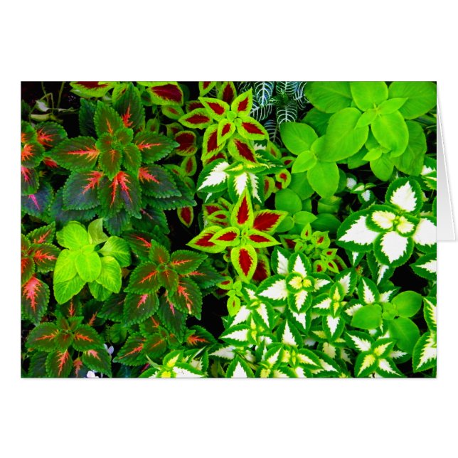 Jordälskare_ Hälsningskort (Framsidan Horizontal)