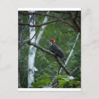 Jordan Pond Pileated Woodpecker. Vykort