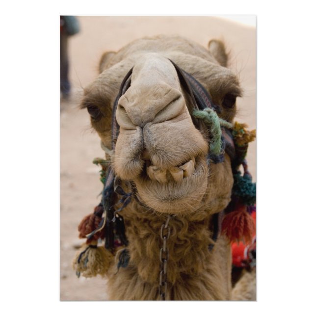 Jordanien, den antika staden Petra i Nabataean Fototryck (Framsidan)