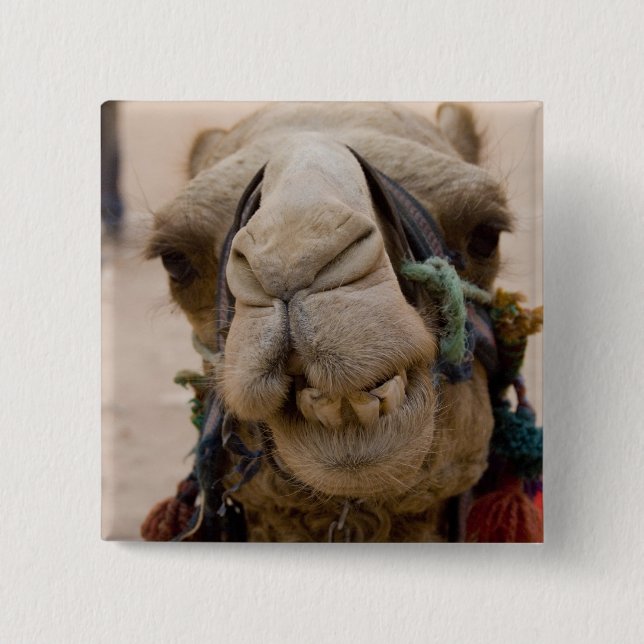 Jordanien, den antika staden Petra i Nabataean Knapp (Framsida)